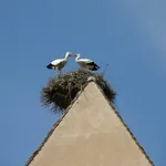 Edelweiss A * Eguisheim