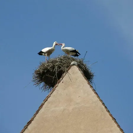 Edelweiss à * Eguisheim