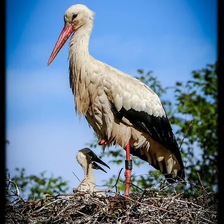 Edelweiss A 엥기쉬하임