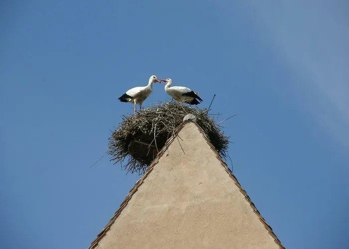 Edelweiss à * Eguisheim
